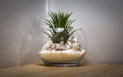 Grow a terrarium in a fish bowl or aquarium