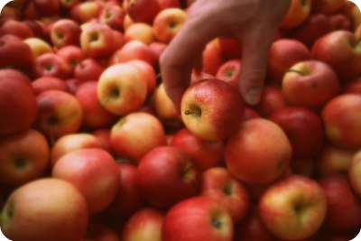 Johnny Appleseed Day crafts
