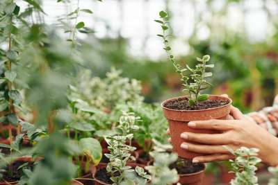 Landscaping with a Green Thumb: The Ornamental Garden