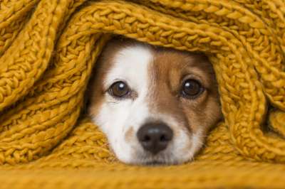 Cute Dog