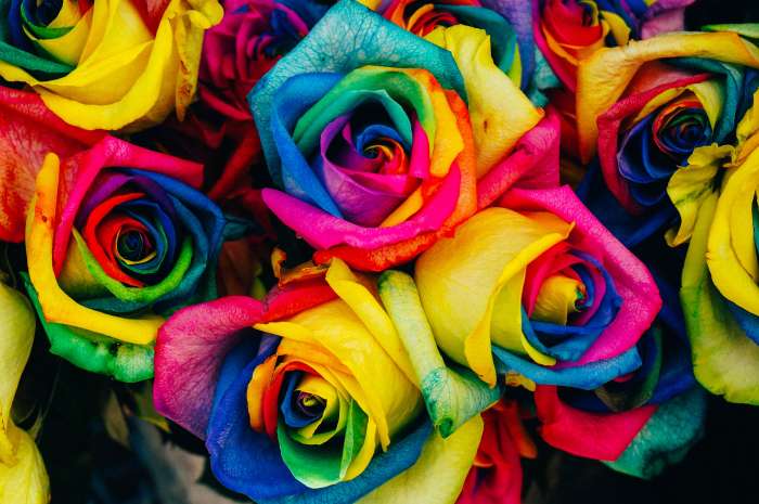 Tinting flowers is a great experiment for kids