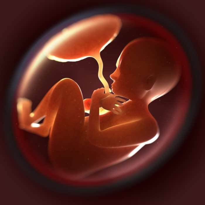 Your Baby's Life Support System