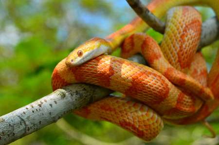 Paper Snake Activity for Kids