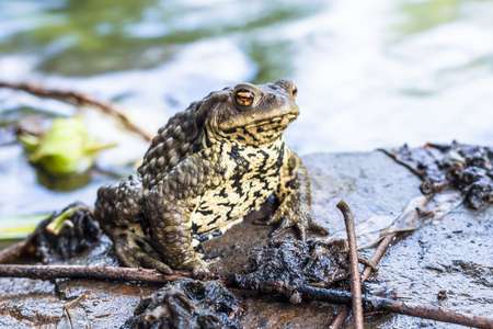 Yoga Toad Pose for Kids