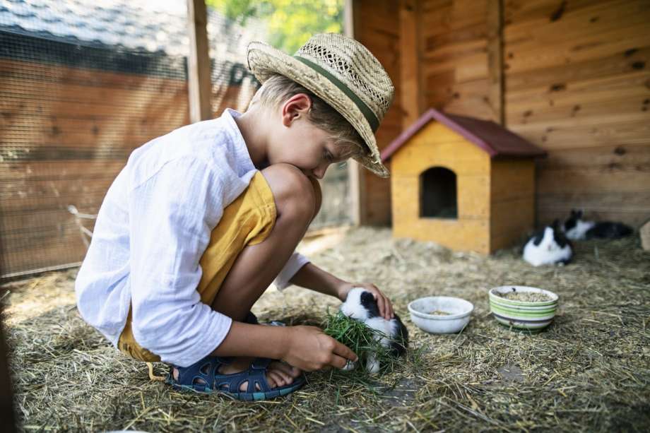 Buying a Rabbit for Kids: A Guide to Rabbits as Pets - FamilyEducation