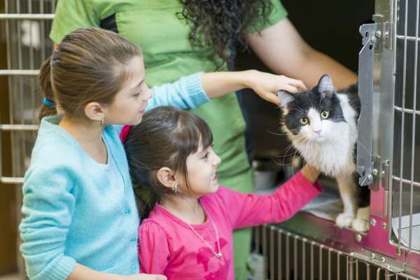 Where and How to Adopt or Buy Cats