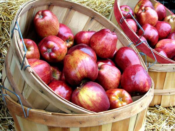 bushels of apples, fruits