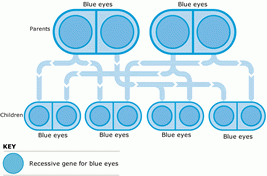 Eye color genetic chart
