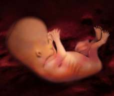 ultrasound of human fetus at 12 weeks and 6 days