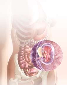 5 Week embryo in uterus