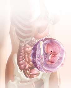 8 week embryo in uterus