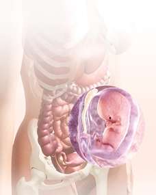 9 week embryo in uterus