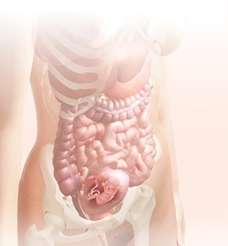 15 week fetus in uterus