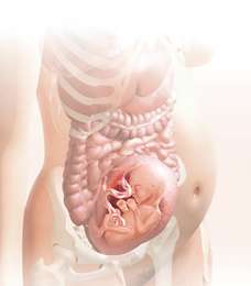 25 week fetus in uterus