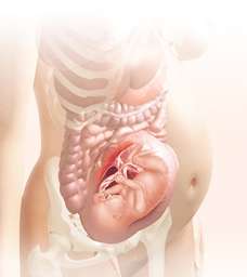 28 week fetus in uterus