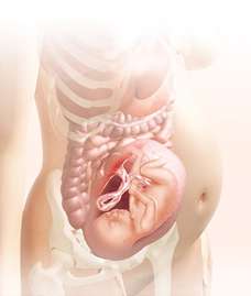29 week fetus in uterus