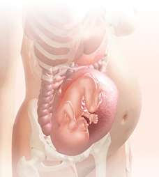 32 week fetus in uterus