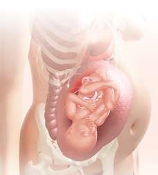 35 week fetus in uterus