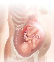 38 week fetus in uterus