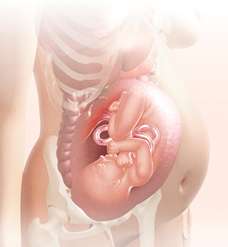 Full-term fetus in uterus