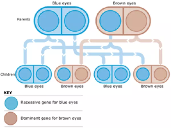 What determines a baby's eye color?
