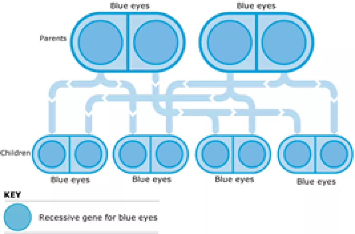 Eye Color Pedigree Chart