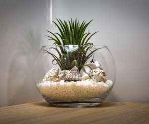 Grow a terrarium in a fish bowl or aquarium
