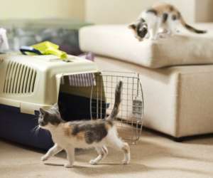 Leaving Your Cat at Home or in a Kennel While You're Away