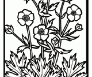 Buttercup Flower Coloring Page