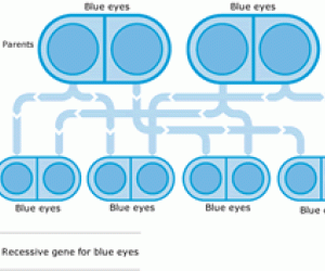 Centimeters Dilated Chart