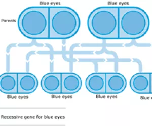 Eye color genetic chart