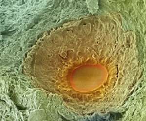 human egg developing in ovary on day 7 of menstrual cycle