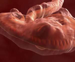 human embryo at 5 weeks and 4 days