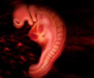 human embryo at 5 weeks and 6 days