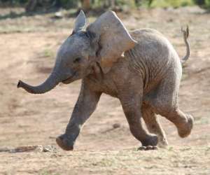 Teach Kids about Elephants Through Imitation